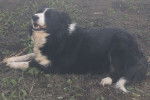 Belle - Border Collie (2 ans et 10 mois)