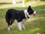 Photo Border Collie