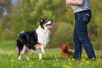 Photo Border Collie