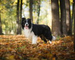 Photo Border Collie