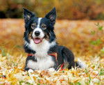Photo Border Collie