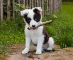 Photo Border Collie