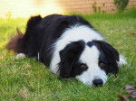 Photo Border Collie
