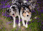 Deux beaux Border Collies allong&eacute;s dans un champ de fleurs