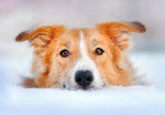 Photo Border Collie