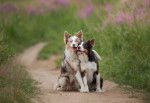 Photo Border Collie