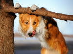 Photo Border Collie