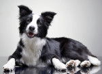 Photo Border Collie