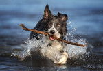 Photo Border Collie