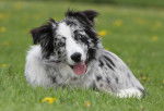 Photo Border Collie