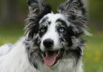 Photo Border Collie