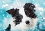 Photo Border Collie