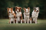 Une meute de Borders Collies