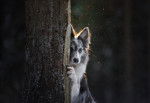 Un Border Collie cach&eacute; derri&egrave;re un arbre 
