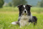 Photo Border Collie
