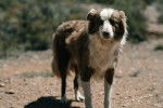 Photo Border Collie