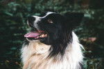 Le pelage d'un Border Collie