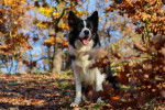 Photo Border Collie