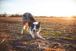 Photo Border Collie