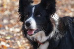 Photo Border Collie