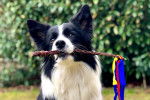 Photo Border Collie