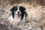 Photo Border Collie