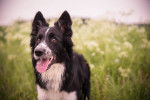 Photo Border Collie