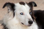 Photo Border Collie