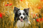 Un Border Collie au pelage merle assis dans un champ de coquelicots