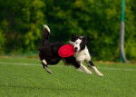 Un Border Collie attrape un frisbee en plein vol