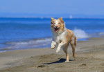 Un Border Collie aux yeux bleus court sur la plage
