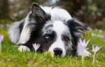 Un Border Collie aux yeux vairons allong&eacute; dans un champ en fleurs