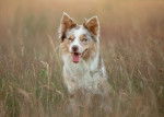 Un Border Collie merle dans un champ d'herbes hautes