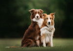 Deux Border Collies s'enlacent dans un jardin