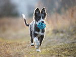 Un Border Collie adolescent joue avec une balle