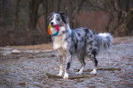 Un Border Collie bleu merle avec un jouet dans la gueule