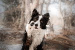 Un Border Collie qui donne la patte 
