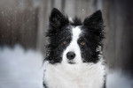 Photo Border Collie