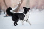 Un Border Collie joue dans la neige