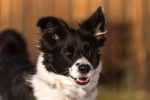 Photo Border Collie