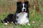 Photo Border Collie