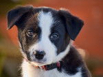 Photo Border Collie