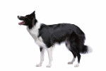 Un Border Collie sur fond blanc