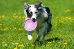 Un Border Collie merle court avec un frisbee dans la gueule