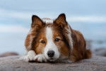 Photo Border Collie