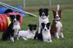 mon chien est le brun bubule - Border Collie (4 ans)