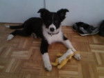rocky - Border Collie M&acirc;le (3 mois)