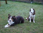 trico et boby(blanc,brun) - Border Collie M&acirc;le
