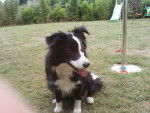 Babette - Border Collie (4 ans)