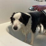 Un Border Collie dans une baignoire et se faisant laver